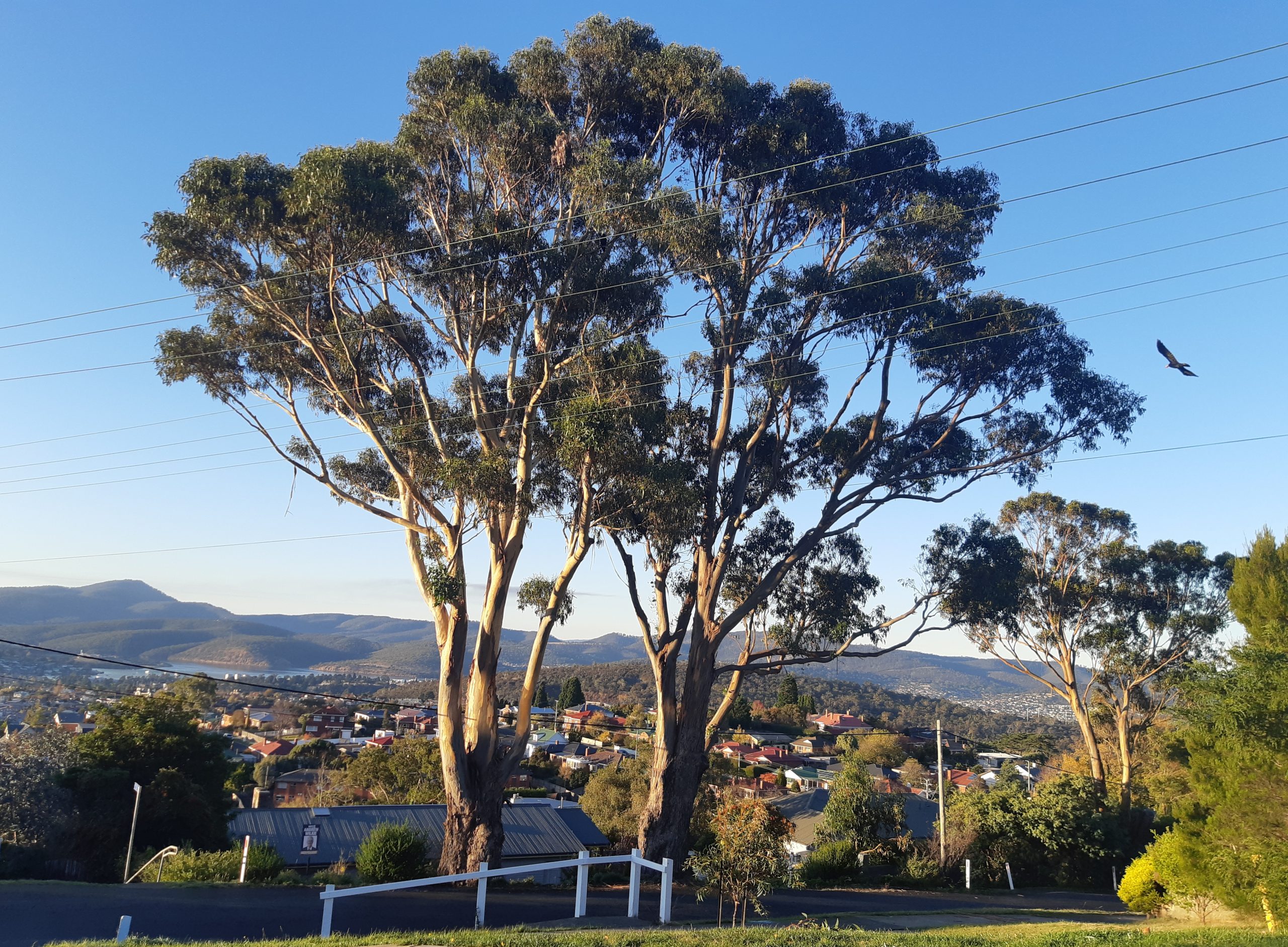 Trees of Hobart